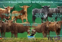 Vacas al Tajo