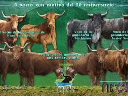 Vacas al Tajo