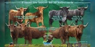 Vacas al Tajo