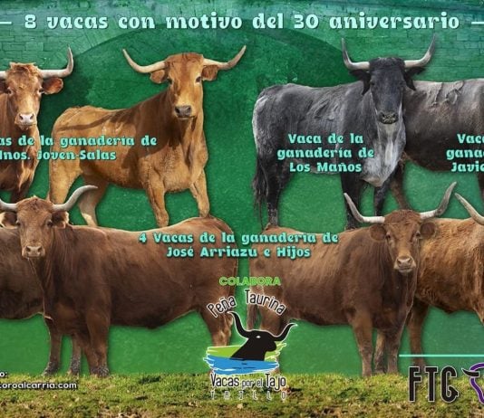 Vacas al Tajo