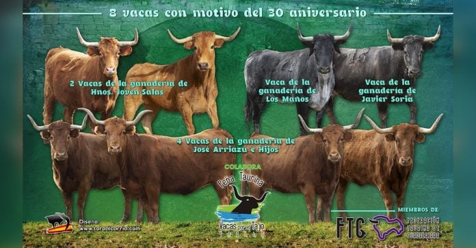 Vacas al Tajo