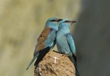 Pareja de carracas europeas.
