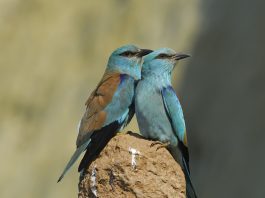 Pareja de carracas europeas.