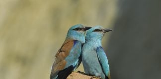 Pareja de carracas europeas.