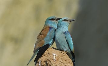Pareja de carracas europeas.