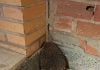 Operación policial para salvar a un erizo Erizo rescatado en Cuenca.