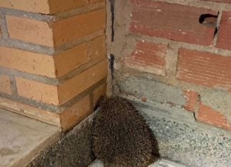Operación policial para salvar a un erizo Erizo rescatado en Cuenca.