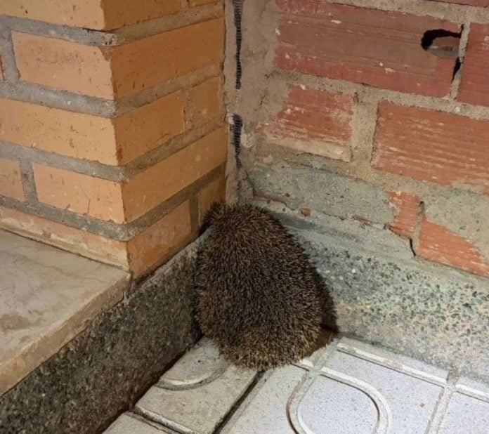 Erizo rescatado en Cuenca.