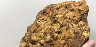 Guadalajara y Madrid comparten fósiles marinos de hace 460 millones de años Fósiles marinos entre Guadalajara y Madrid.