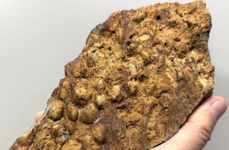 Guadalajara y Madrid comparten fósiles marinos de hace 460 millones de años Fósiles marinos entre Guadalajara y Madrid.