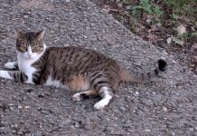 Un gato sin prisas y sin miedo al fotógrafo. (Foto: La Crónic@)