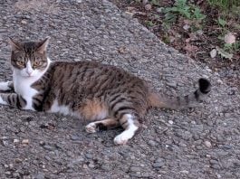 Un gato sin prisas y sin miedo al fotógrafo. (Foto: La Crónic@)