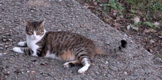 Mira qué van a hacer con los gatos en Sacedón Un gato sin prisas y sin miedo al fotógrafo. (Foto: La Crónic@)