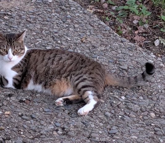Un gato sin prisas y sin miedo al fotógrafo. (Foto: La Crónic@)