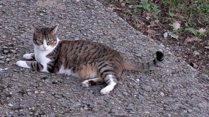 Un gato sin prisas y sin miedo al fotógrafo. (Foto: La Crónic@)