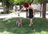 Viajar con mascotas: todo lo que hay que tener en cuenta Las mascotas también sufren las consecuencias de las olas de calor. (Foto: EP)