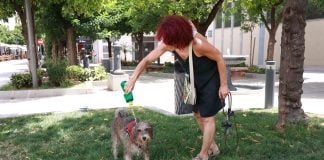 Viajar con mascotas: todo lo que hay que tener en cuenta Las mascotas también sufren las consecuencias de las olas de calor. (Foto: EP)