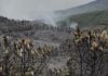 SÁBADO NEGRO con 9.000 hectáreas arrasadas en el incendio de Guadalajara (18 FOTOS) Paisaje desolador después de tres días y 9.000 hectáreas quemadas en Guadalajara. (Foto: Mateo Lanzuela / EP)