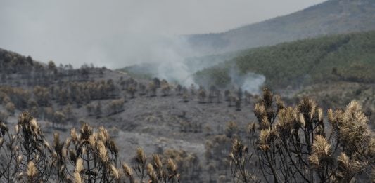 Zona catastrófica para la Sierra Norte Paisaje desolador después de tres días y 9.000 hectáreas quemadas en Guadalajara. (Foto: Mateo Lanzuela / EP)
