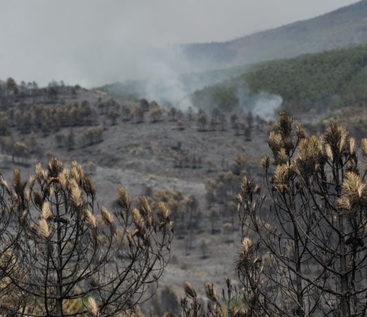 Paisaje desolador después de tres días y 9.000 hectáreas quemadas en Guadalajara. (Foto: Mateo Lanzuela / EP)
