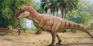 Dinosaurios que se dejaron los dientes en un pueblo de Guadalajara: así es la historia que aflora millones de años después Dinosaurio de la especie cuyos dientes han aflorado ahora en Algora.