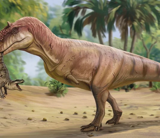 Dinosaurio de la especie cuyos dientes han aflorado ahora en Algora.