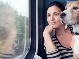 perro tren