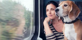 ¿Tu perro es grande? Lo puedes llevar contigo en el tren si viajas con Renfe perro tren
