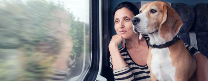 perro tren
