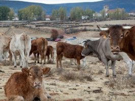 Vacas en Cantalojas.