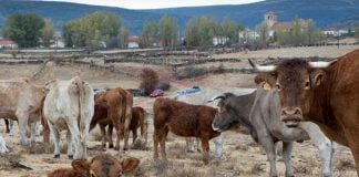 Vacas en Cantalojas.