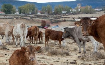 ¿Tiene futuro criar ganado en la Sierra Norte? Cantalojas cumple 40 años de feria con un reto urgente sobre la mesa Vacas en Cantalojas.