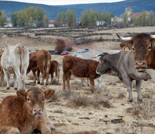 ¿Tiene futuro criar ganado en la Sierra Norte? Cantalojas cumple 40 años de feria con un reto urgente sobre la mesa Vacas en Cantalojas.