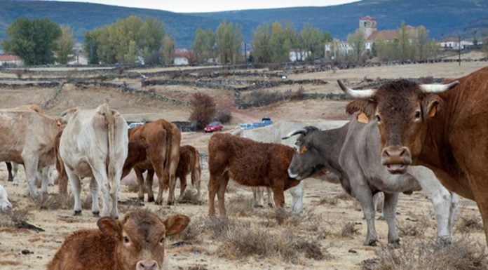 El fuego condiciona aún más la resentida ganadería de la Sierra Norte Vacas en Cantalojas.