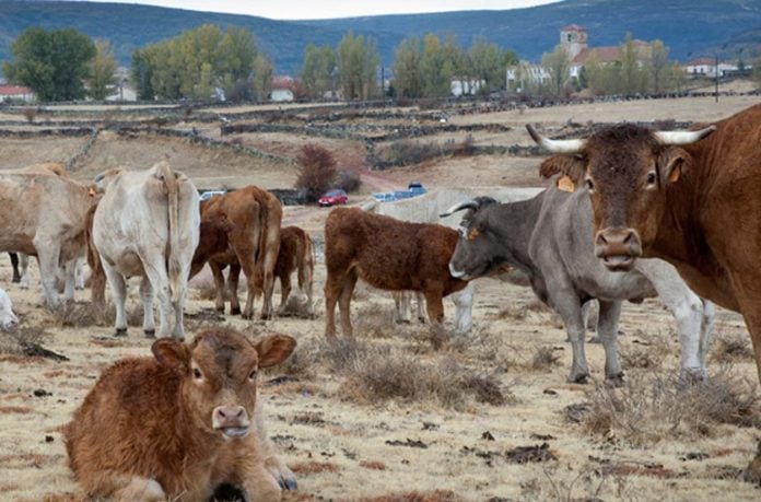 Vacas en Cantalojas.