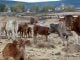 Vacas en Cantalojas.