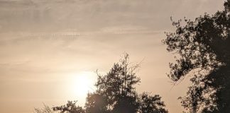 Que un árbol no te impida ver el... eclipse. (Foto: La Crónic@)