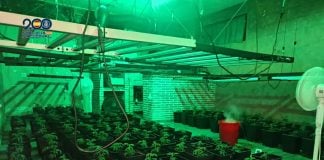 Cultivo de marihuana en El Clavín Cultivo de marihuana en El Clavín