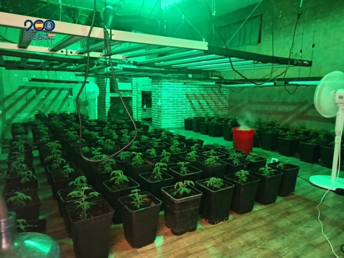 Cultivo de marihuana en El Clavín