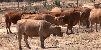 El GPS para las vacas se demostró un éxito en el incendio de Sierra Norte Vacas con collares de vallado virtual.