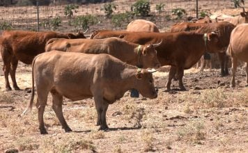 El GPS para las vacas se demostró un éxito en el incendio de Sierra Norte Vacas con collares de vallado virtual.
