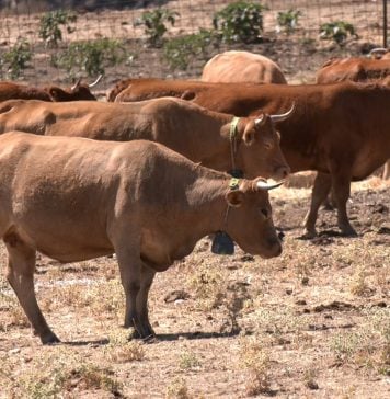 Vacas con collares de vallado virtual.