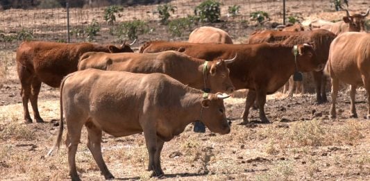 Vacas con collares de vallado virtual.