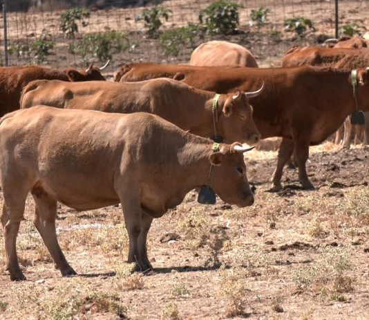 Vacas con collares de vallado virtual.