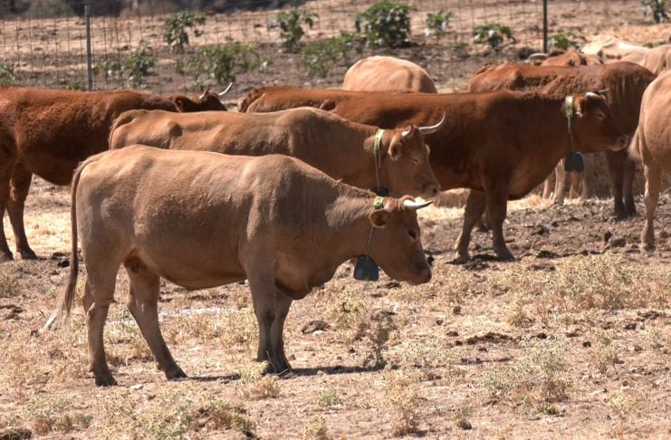 El GPS para las vacas se demostró un éxito en el incendio de Sierra Norte Vacas con collares de vallado virtual.