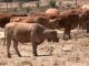 El GPS para las vacas se demostró un éxito en el incendio de Sierra Norte Vacas con collares de vallado virtual.