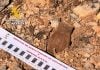 Granada de la Guerra Civil encontrada en Abánades. (Foto: Guardia Civil)