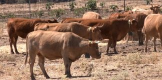 A las vacas les va mejor el GPS que un cencerro Vacas con collares de vallado virtual.