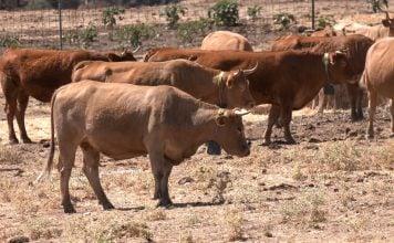 A las vacas les va mejor el GPS que un cencerro Vacas con collares de vallado virtual.