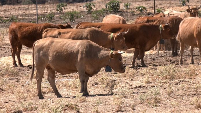 Vacas con collares de vallado virtual.